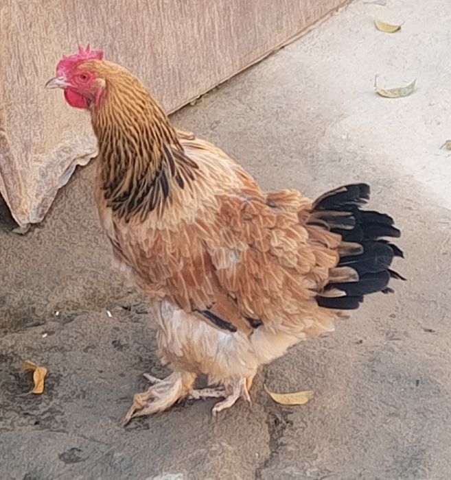 Xuroz tovuqlar sotiladi