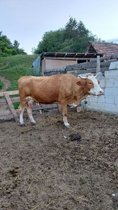 Vaci de vanzare  ..