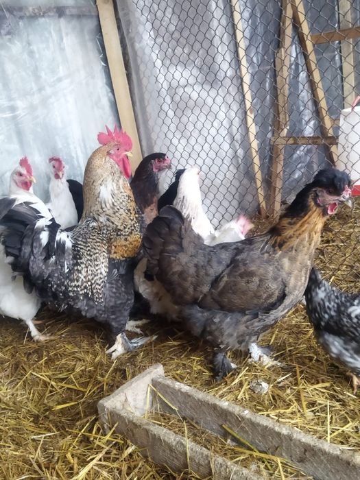 Продам куры домашние