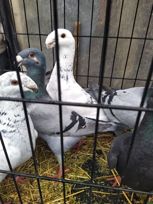 Vand Porumbei german