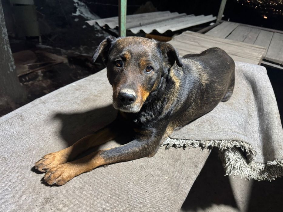 Отдадим в хорошие руки