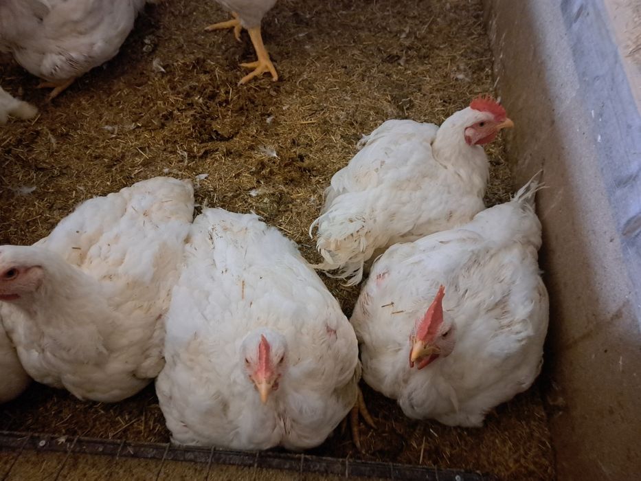 De vânzare pui de carne