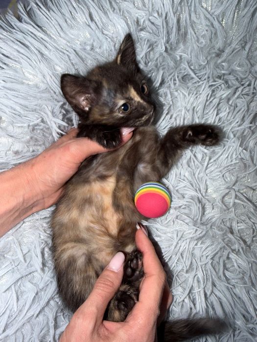 Котята в поисках родителей