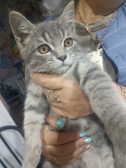Продам котенка,в добрые руки