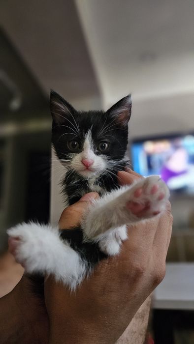 Котята, Шымкент район парк победы