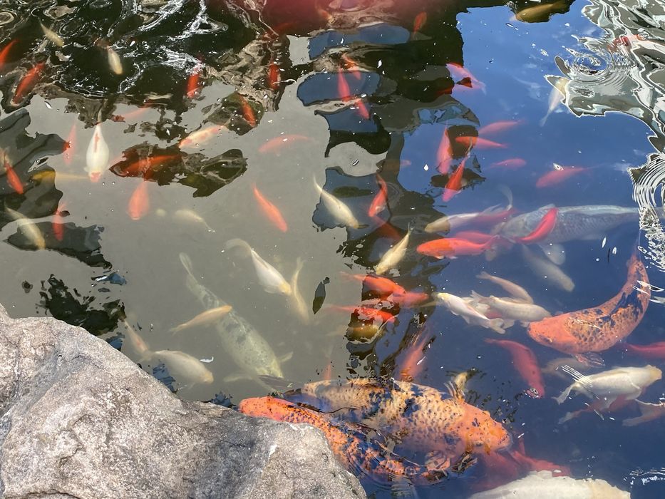 Studio in zona Herastrau