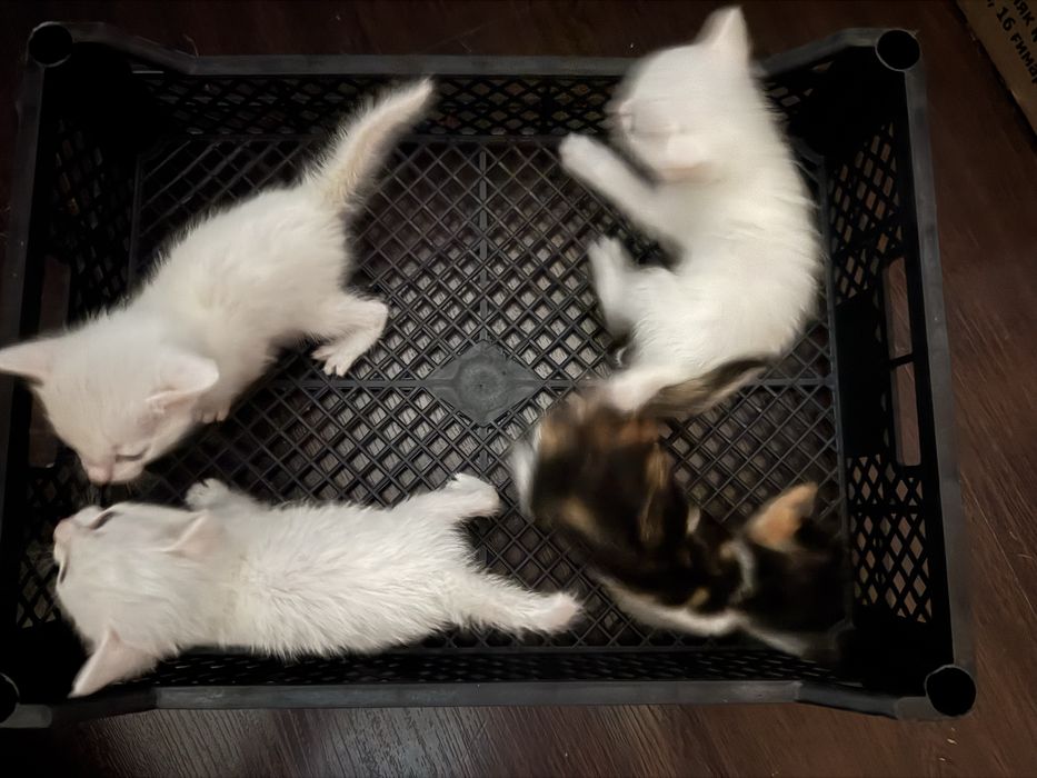 Отдам котенка в добрые руки