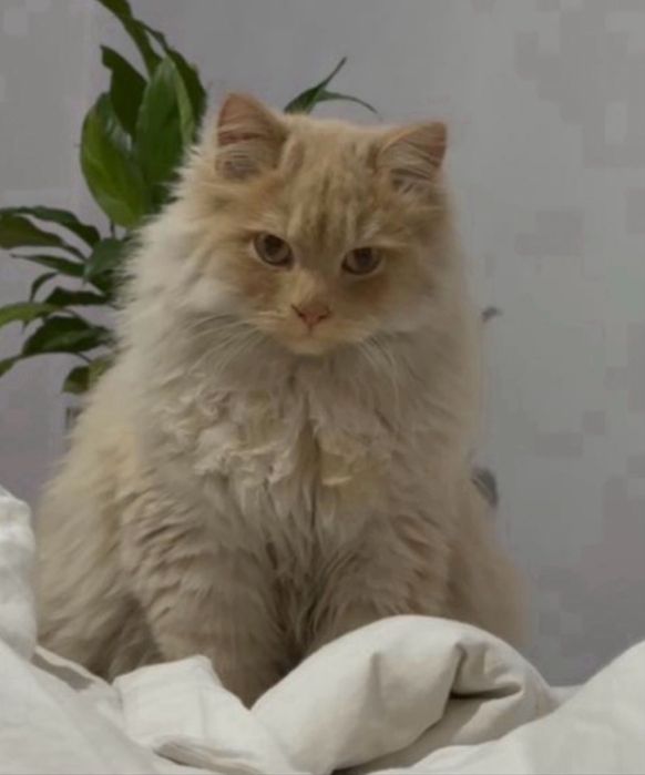 Британский длинношёрстной кот