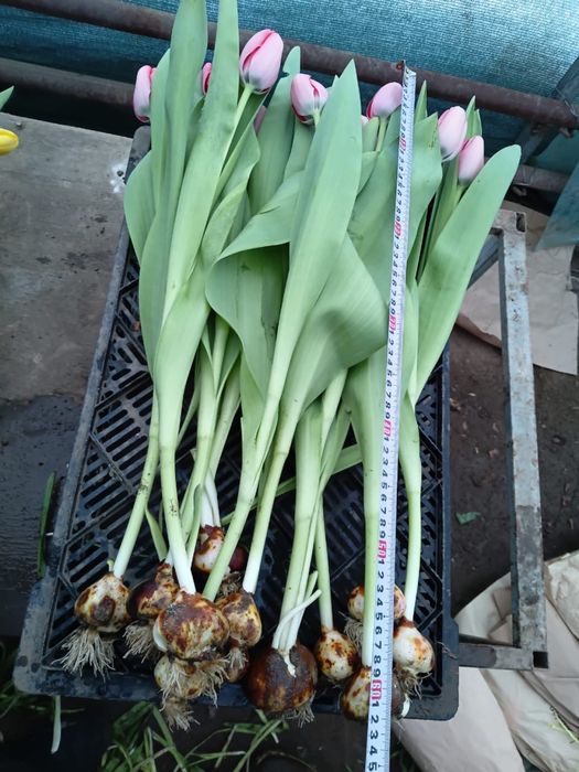 Голландские тюльпаны оптом