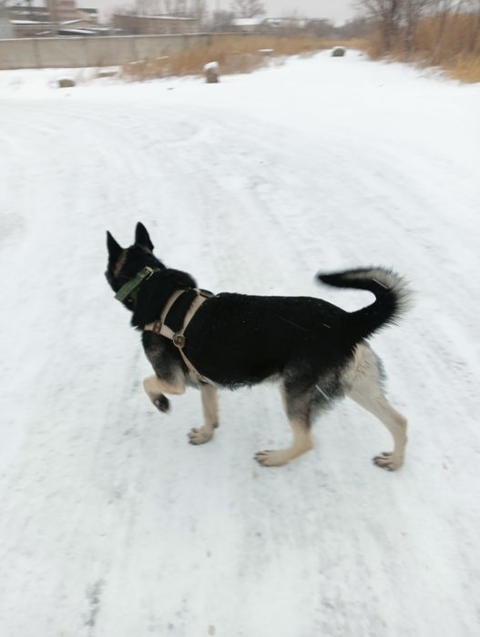 Восточно европейская овчарка