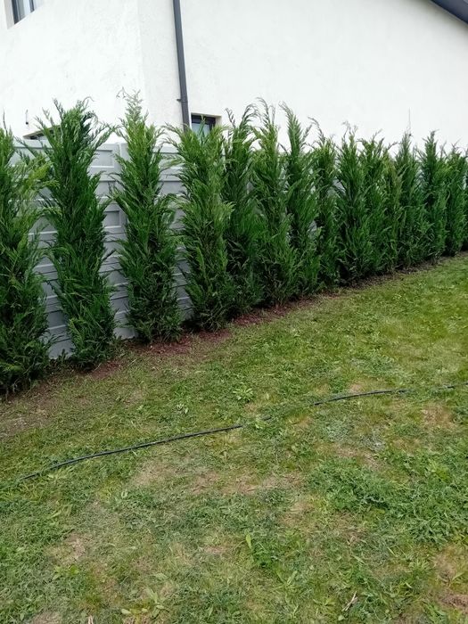 Pepinieră vând chiparos cupresus leylandi