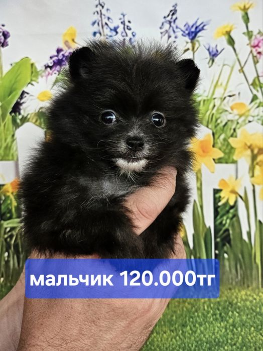 Милые малыши карандаши шпицы