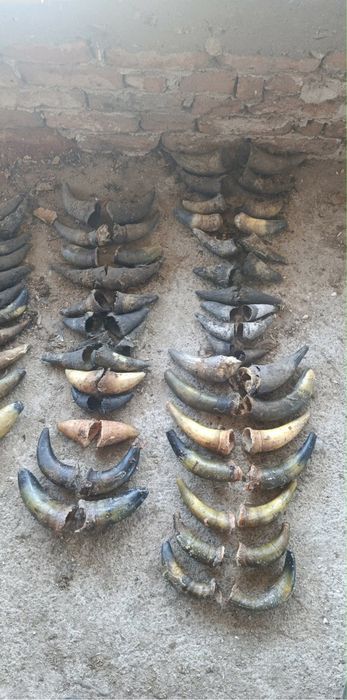 Рог от лопатар конски опашки кравешки опашки