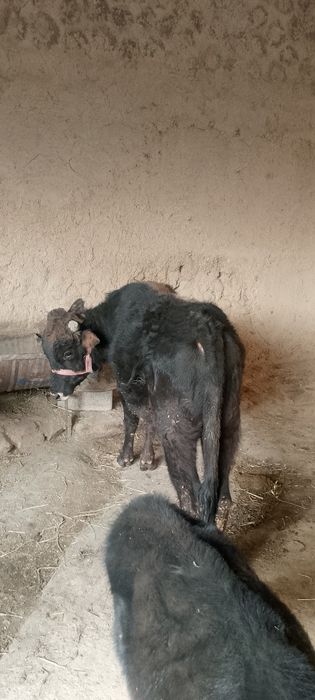 Navos sotilad soğlom