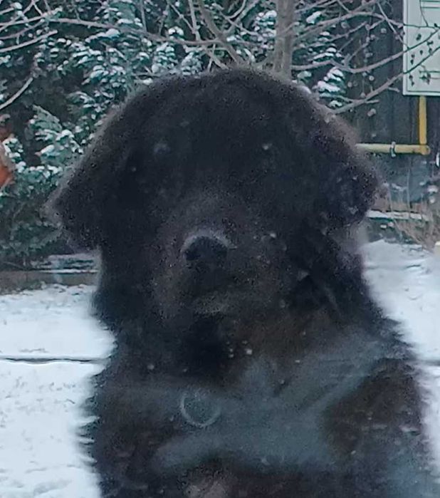 Ciobanesc corb,  8 luni