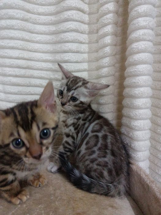 Чистокровные бенгальские котята девочки