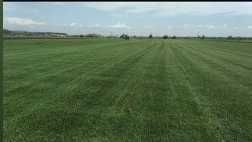 Gazon Rulou Sisteme de irigatii Tuia