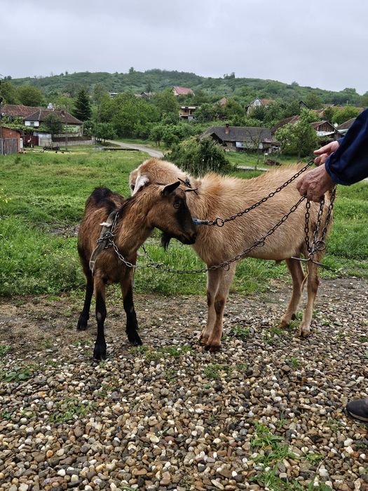 Animale,Țap+capră
