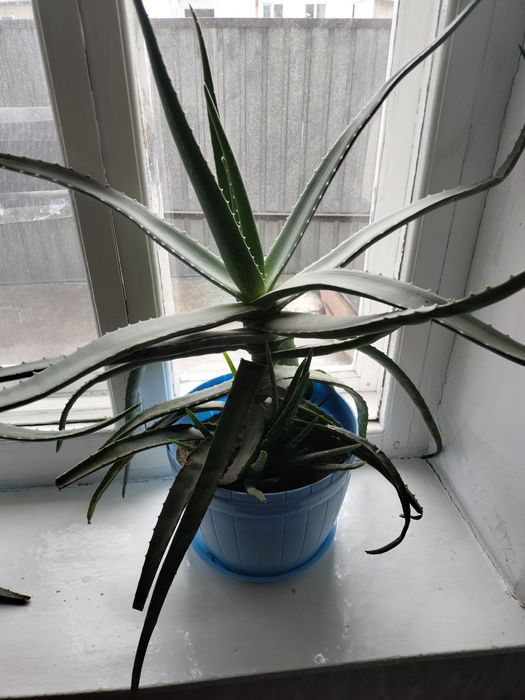 Комнатные цветы Алоэ