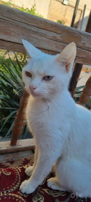 Кошка пародистая