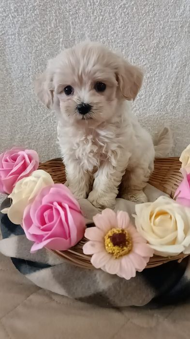 Невероятной красоты малыши Мальтипу