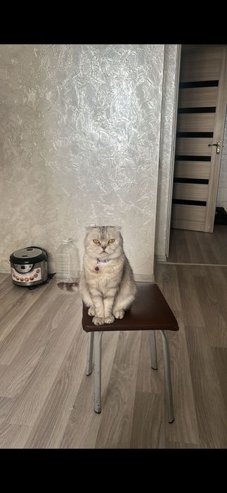 Котёнок скотиш страйт