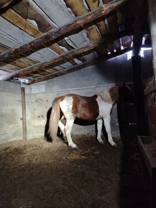 Семиз байтал сатылады