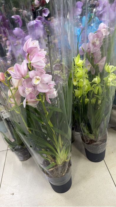 Недорогие цветы к празднику