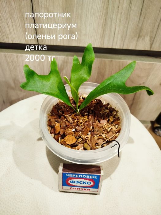 Комнатные  цветы