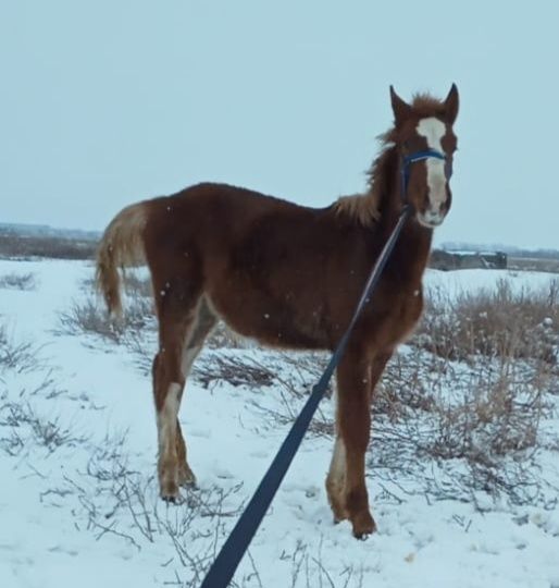 Айғыр Конь Жеребец Көкпарский