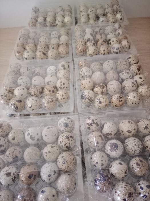 Продам перепелиные яица