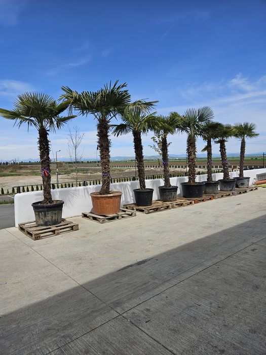 Palmierii trachycarpus Fortunei. Și cycas revolut