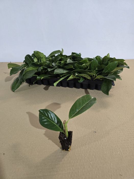 Laur Englezesc Novita 5-10cm , Alveolă