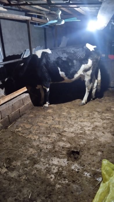 Ona bola sigir bolasi buqacha