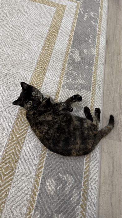 Отдам котенка в добрые руки
