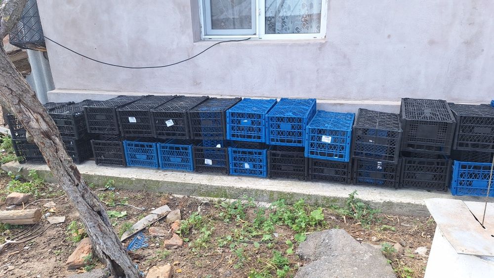 Vand ladite pentru struguri