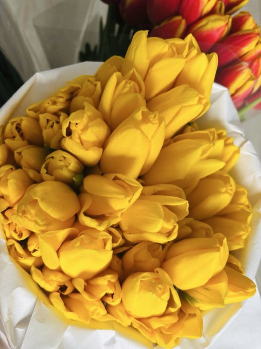 Тюльпаны оптом и в розницу!