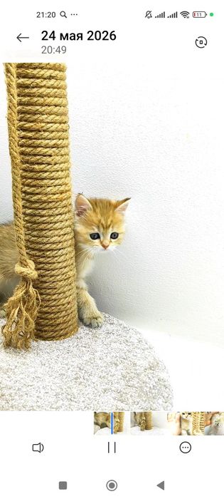 кОтик БритаШка ОчаРоваШка