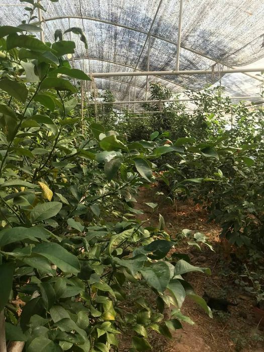 Uy sotiladi srochniy