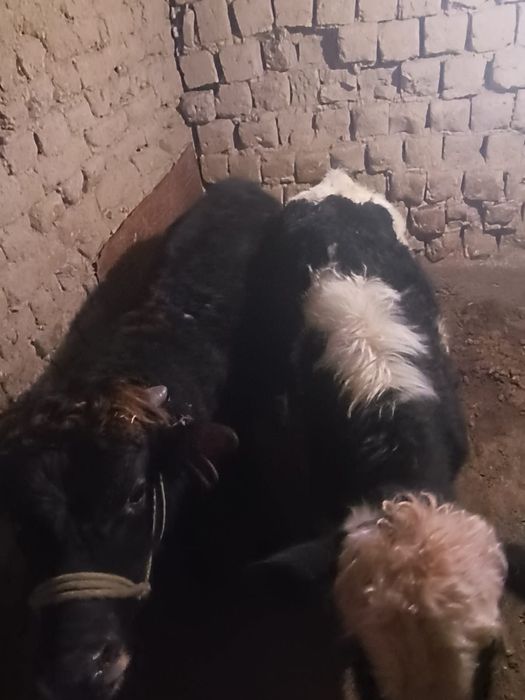 Срочно продам Бычков упитанные