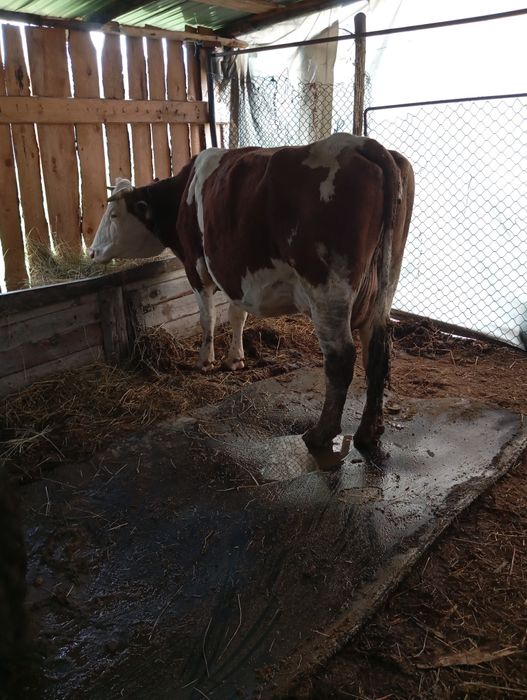 De vânzare trei vacii gestante