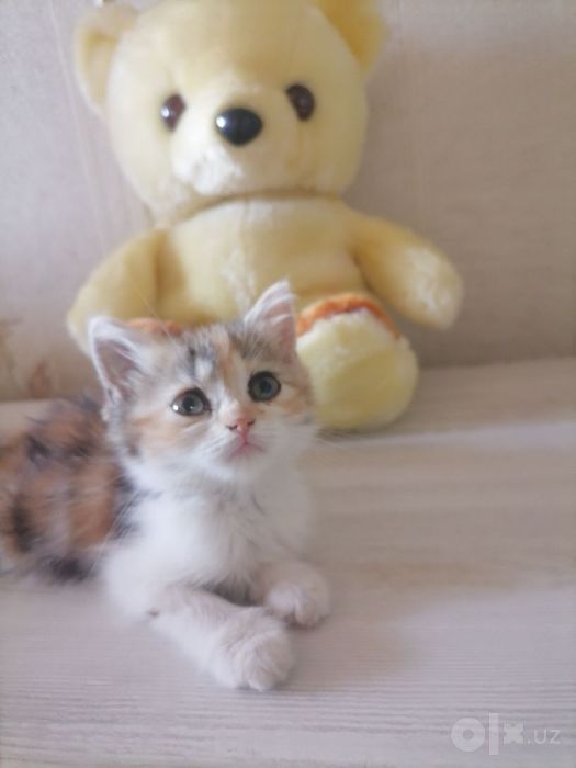 Продаётся котенка девочка