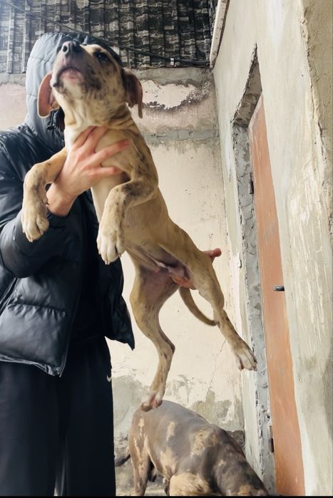 Щенок питбультерьера мерел