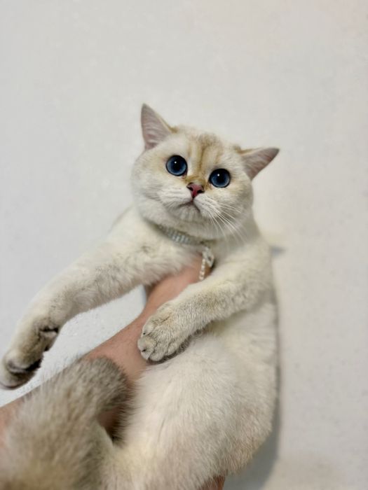 Британская шиншилла