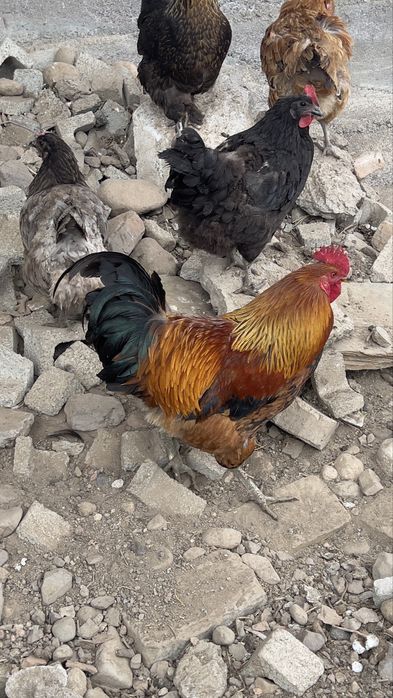 Продам взрослых петушков