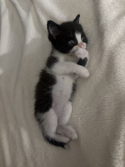 Малыш котенок 1,5 месяца