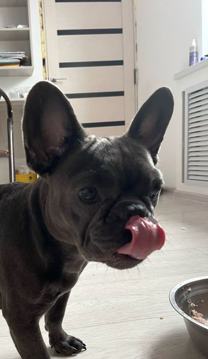 Французский бульдог