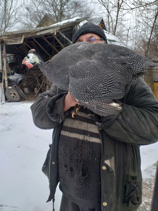 Vand bibilici rasa mare