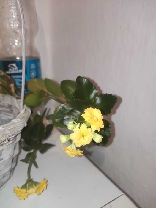 Каланхоэ домашний  и другие