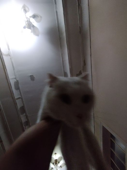 100$ sotiladi zotdor mushuk